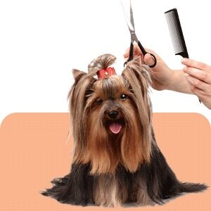 dog-grooming