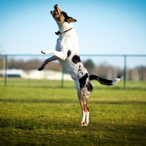 DOG JUMPING