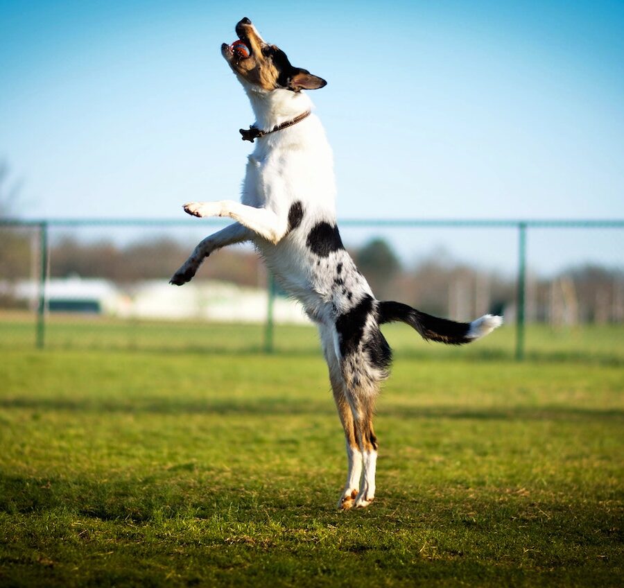 dog jumping