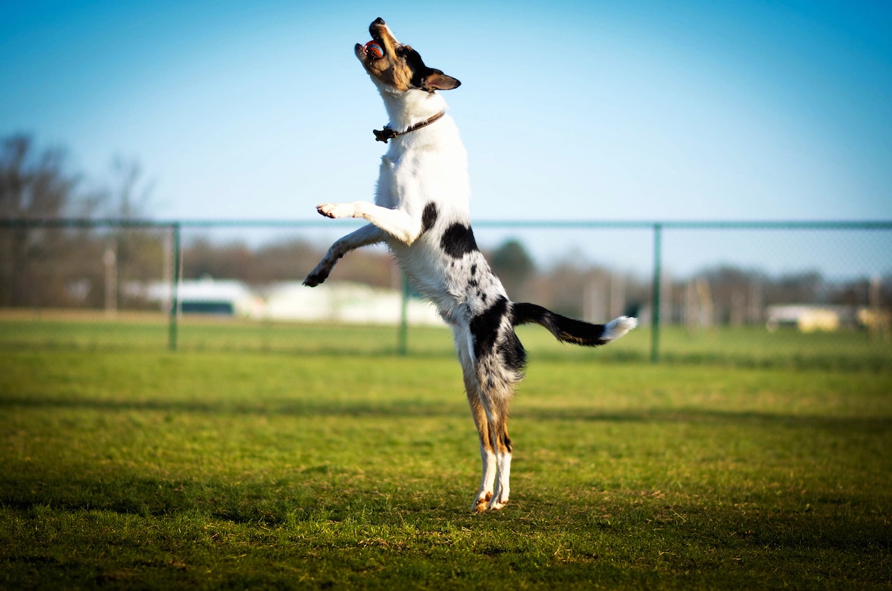 dog jumping